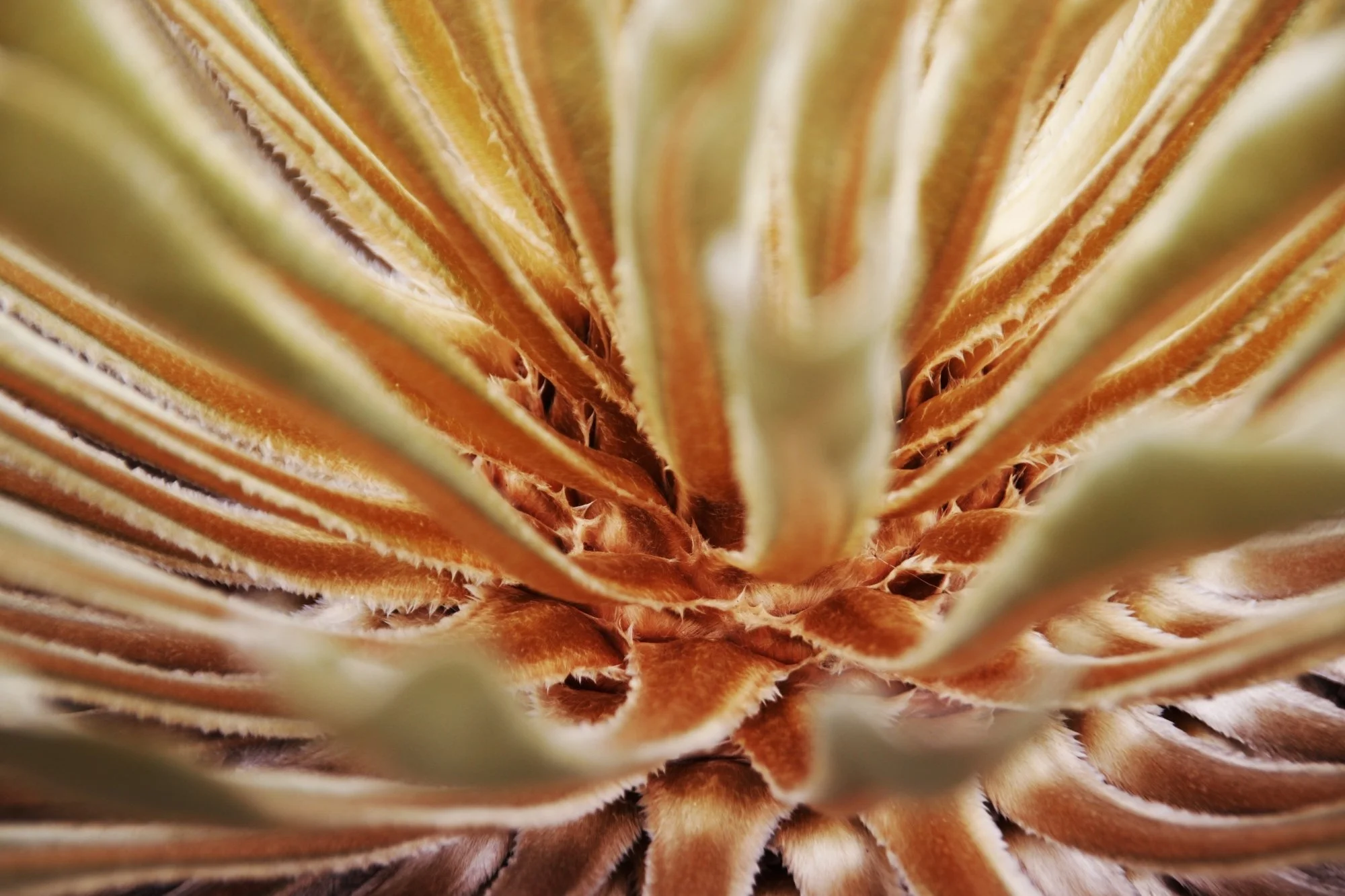 Frailejones